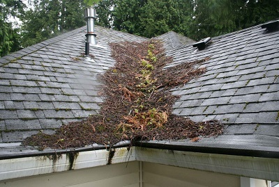 Roof Maintenance Tree Debris